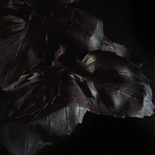 Photo #9504570