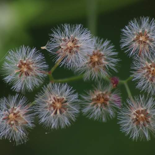 Photo #9505070