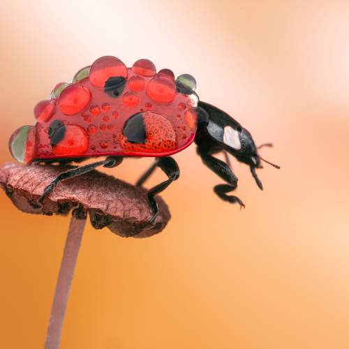 Photo #9505679