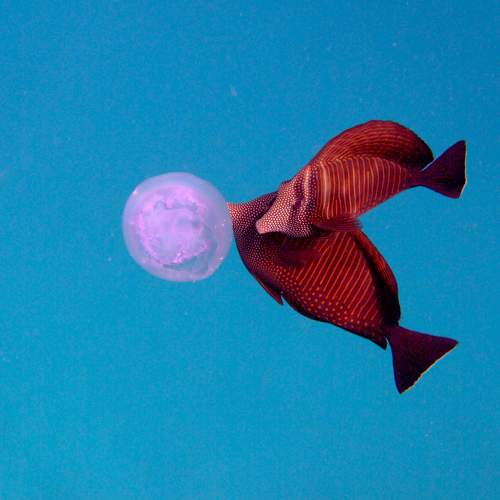 Photo #9506745