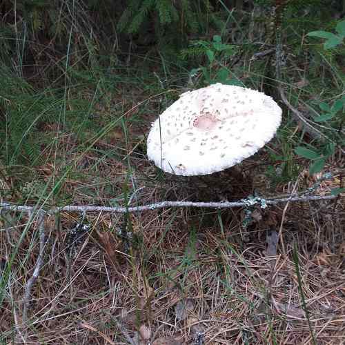 Photo #9506977