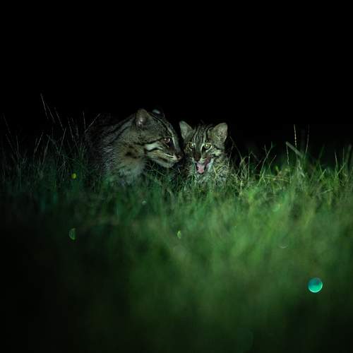 Photo #9507567