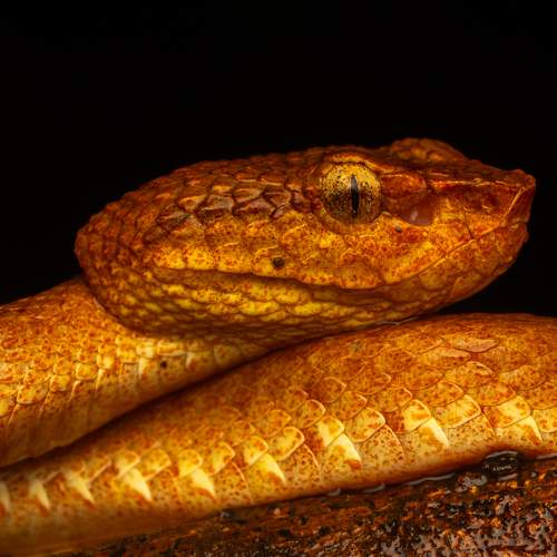 Photo #9507585