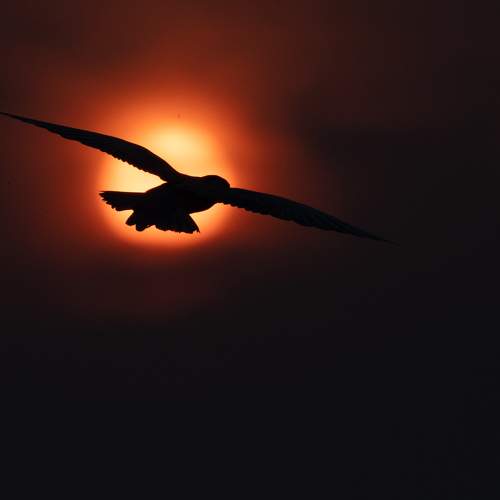 Photo #9507609