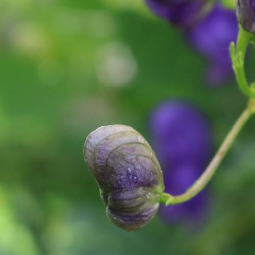 Photo #9507682