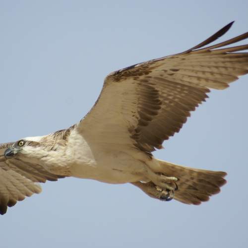 Photo #9508251