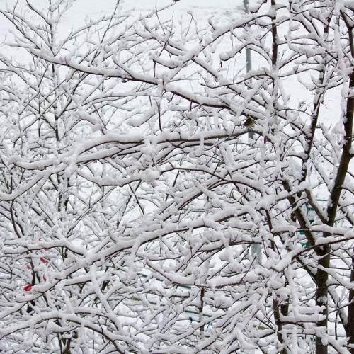 Photo #9508509