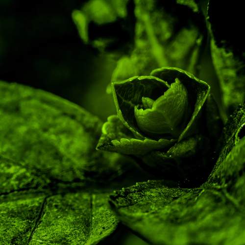 Photo #9509046
