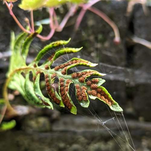 Fern growing from a wall