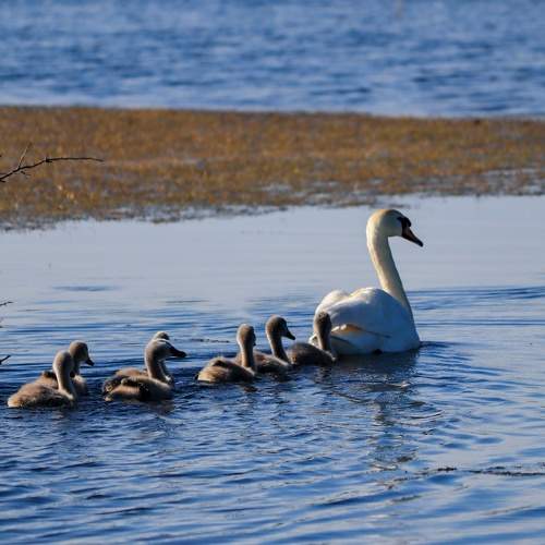 Photo #9511550