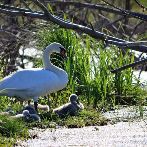 Photo #9511551