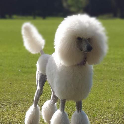 Photo #9511673
