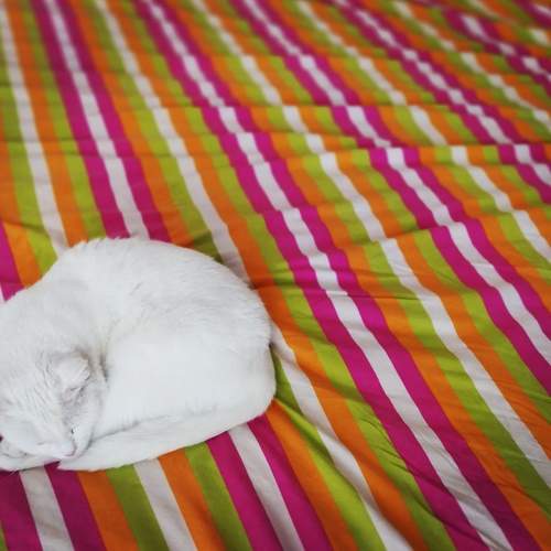 Photo #9511965