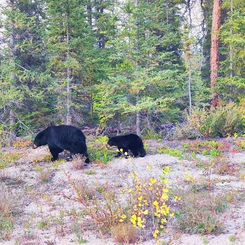 Photo #9513114