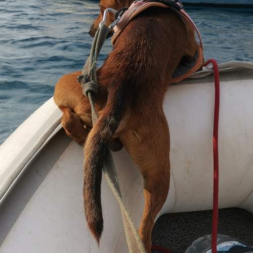 Photo #9513778