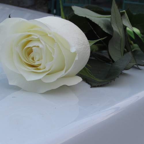 Photo #9513908