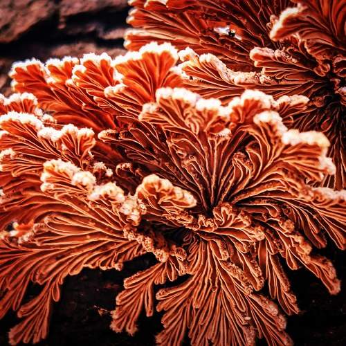 Splitgill mushroom