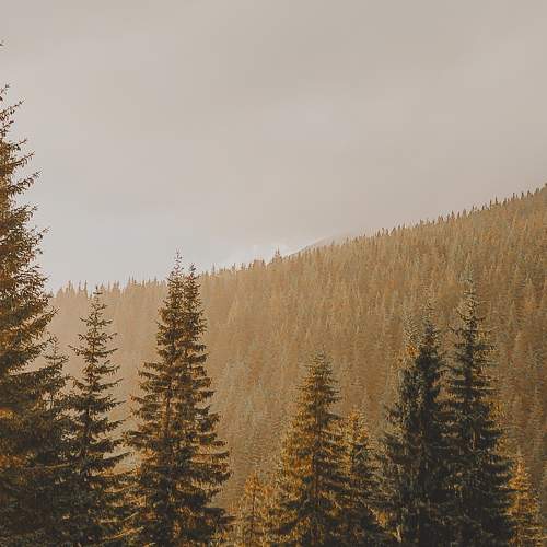 Photo #9515693