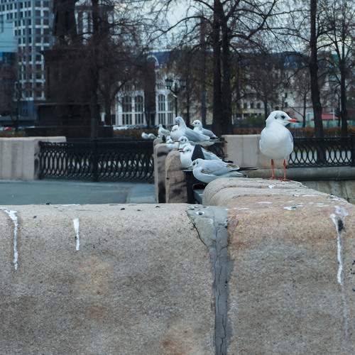 Photo #9516275