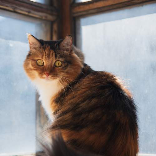 Кошка на окне