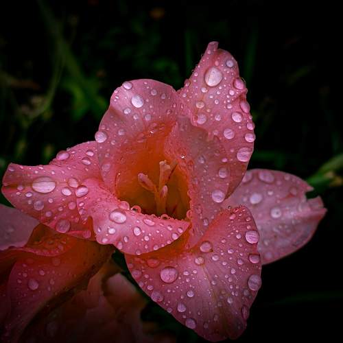 Photo #9516985