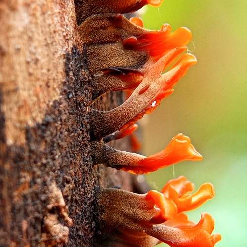 Photo #9518168