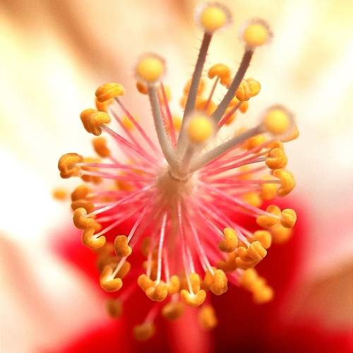 Photo #9519007