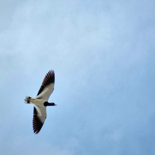Photo #9520464