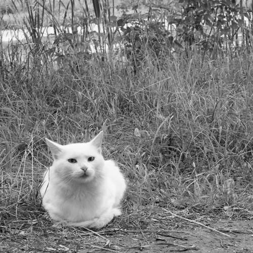 Photo #9520680