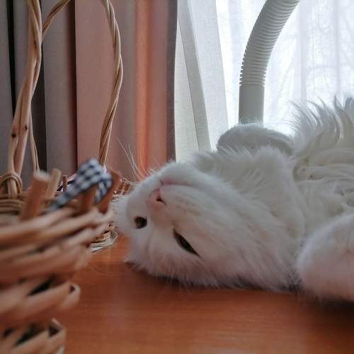 Photo #9520840