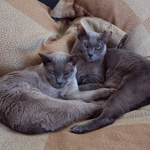 Photo #9521737