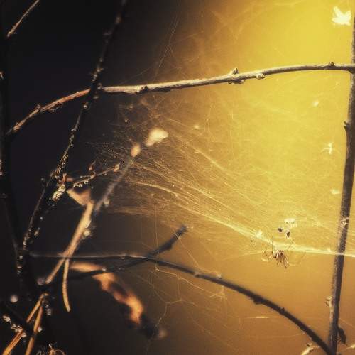 Photo #9522106