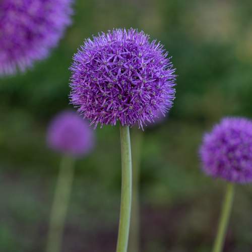 Photo #9522354