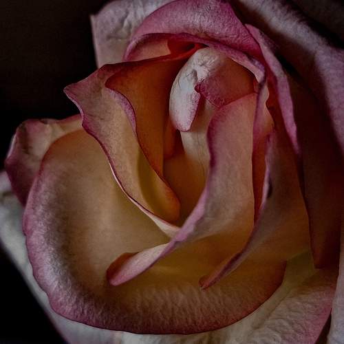 Photo #9524335
