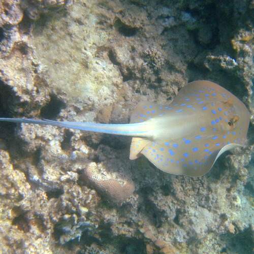 Photo #9526083