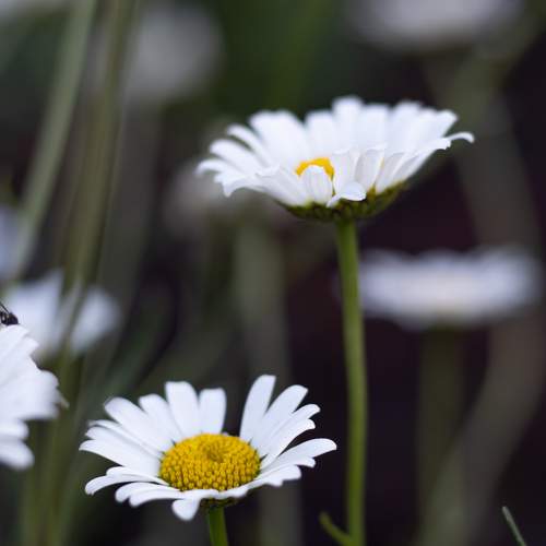 Photo #9526649