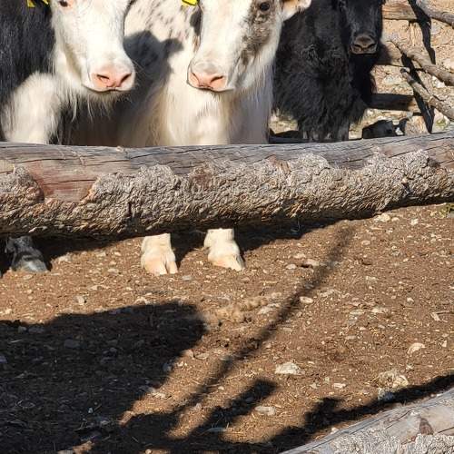 Photo #9528586