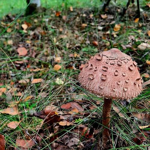 Photo #9529469