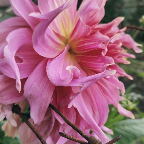 Photo #9530274