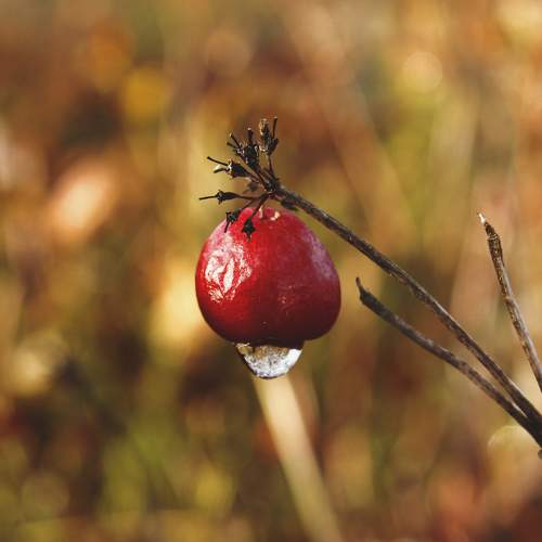 Photo #9530768
