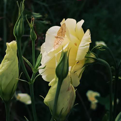 Photo #9531723
