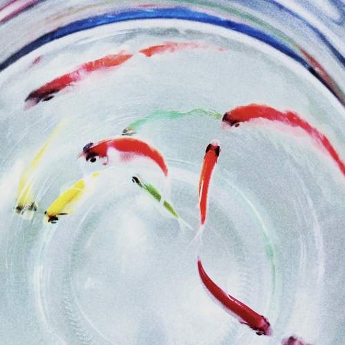 Photo #9532256