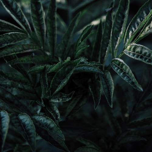 Photo #9532435