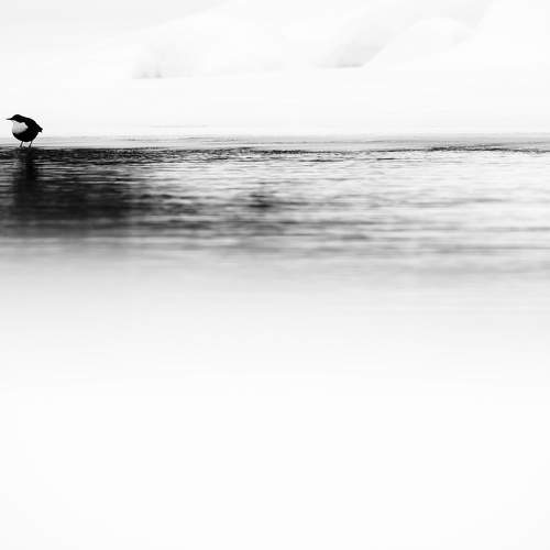 Photo #9535612