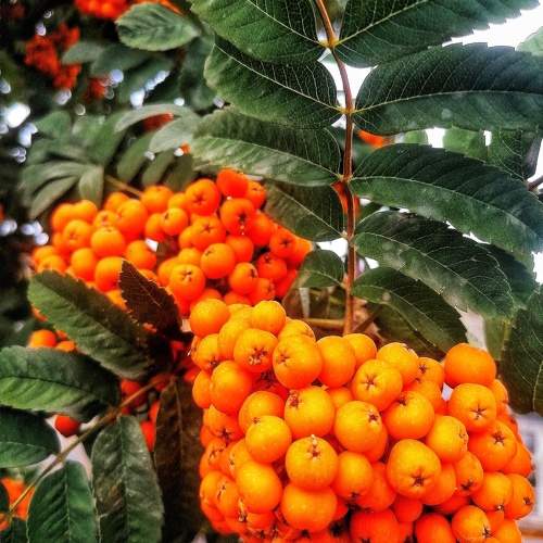 Photo #9535771