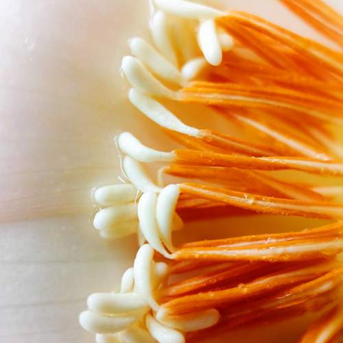 Macro