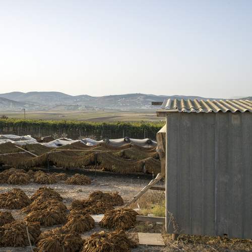Tobacco plant / Табачная ферма