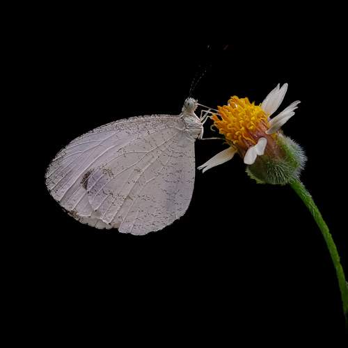 Photo #9538429