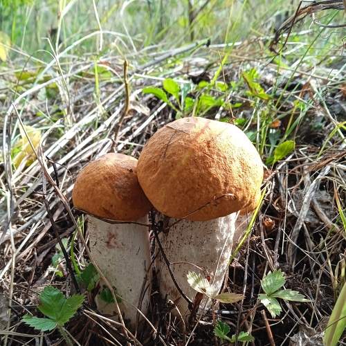 Photo #9538517