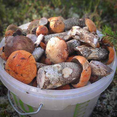 Photo #9542553